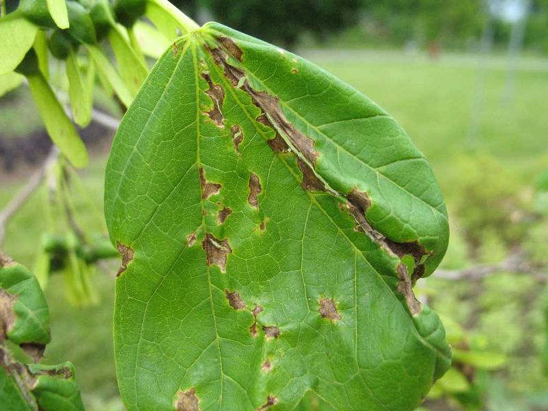 Anthracnose