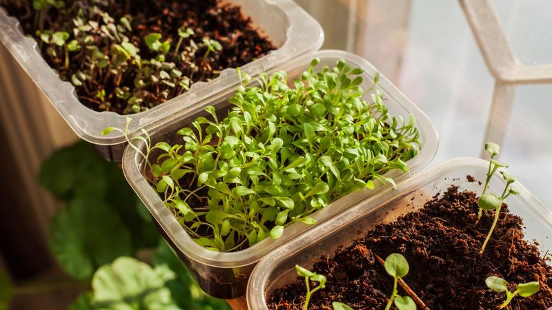 Countertop Microgreens