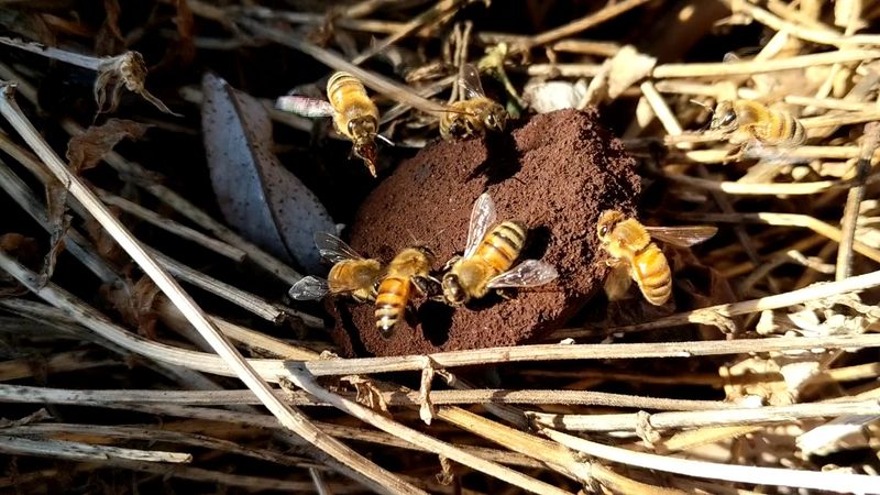 Bee Attraction Potential