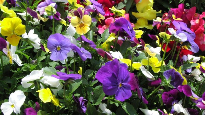 Maximize Bloom Period