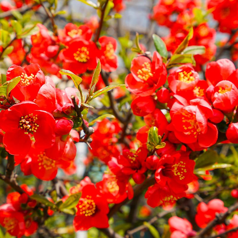 Flowering Quince