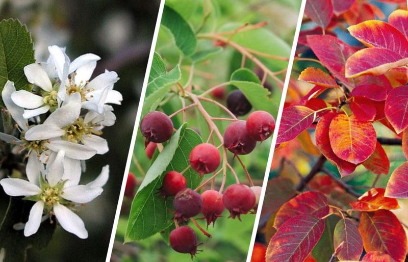 Serviceberry (Amelanchier alnifolia)