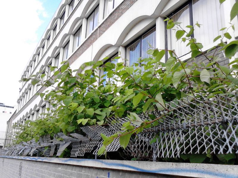 Japanese Knotweed