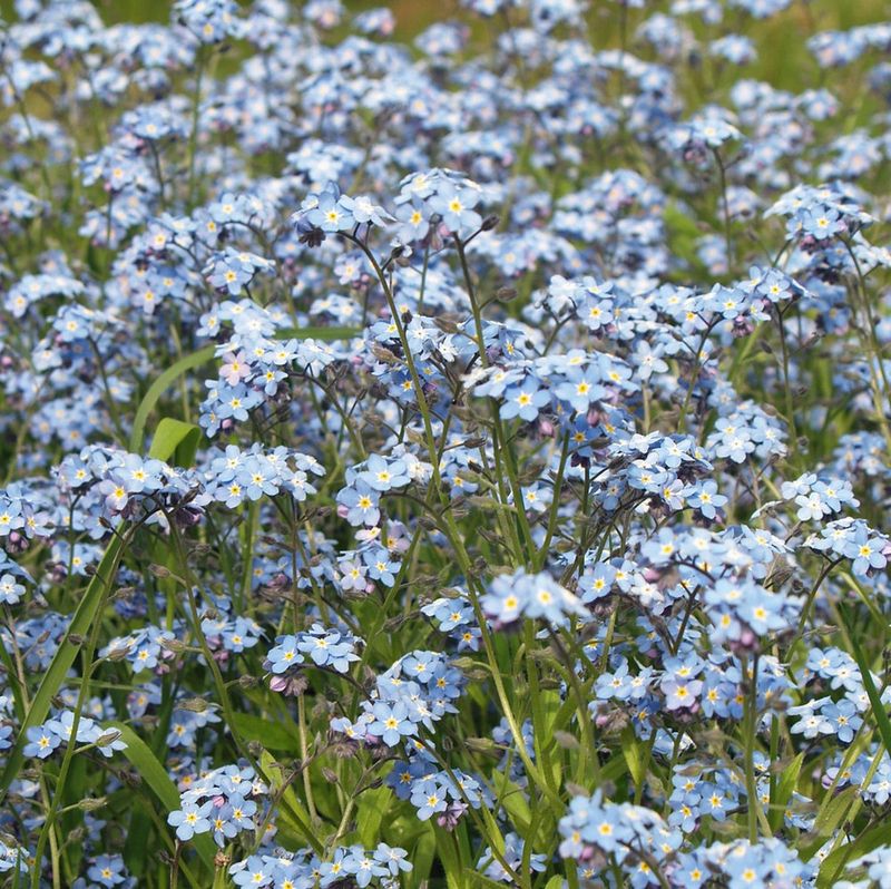 Forget-Me-Nots