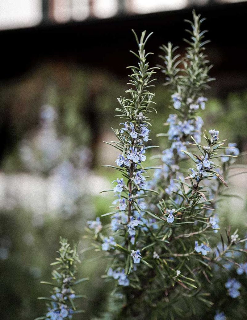 Rosemary