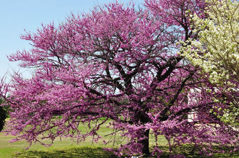Eastern Redbud (Cercis canadensis)
