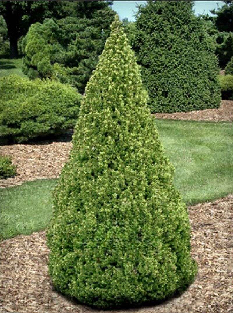 Dwarf Alberta Spruce (Picea glauca ‘Conica’)