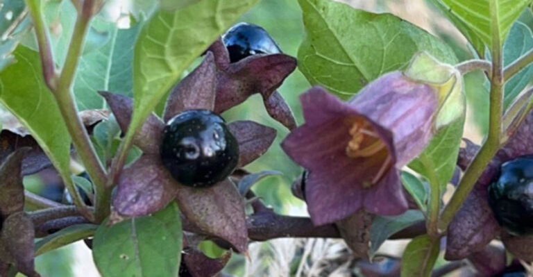 Witchy Plants and How to Use Them