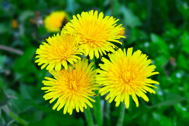 Dandelion