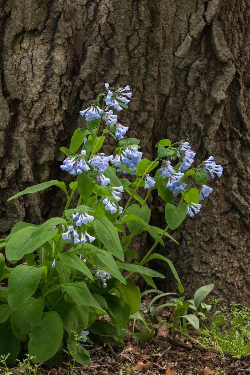 Virginia Bluebells