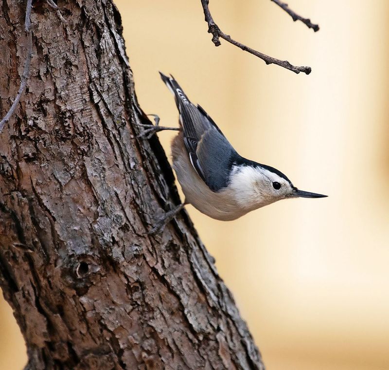 Nuthatches