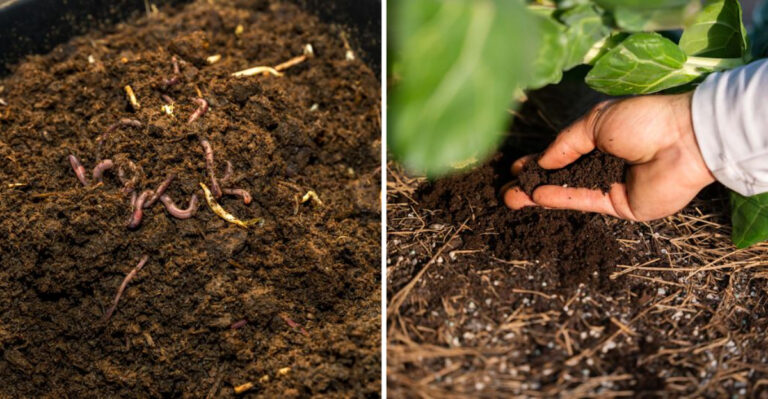 Worm Castings vs. Compost: 19 Things Gardeners Get Totally Wrong
