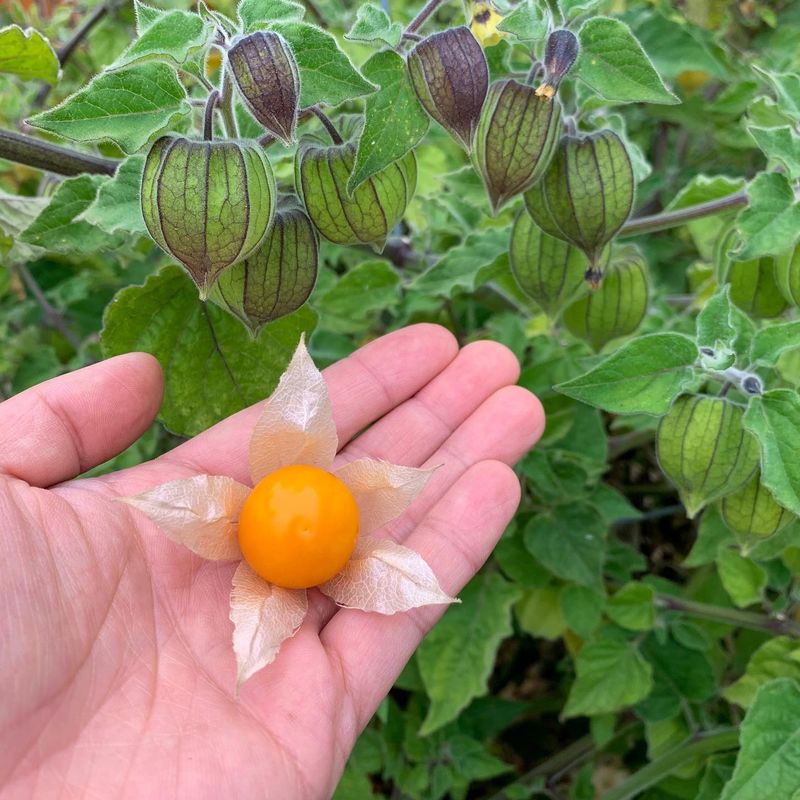 Gooseberry Tomatillo