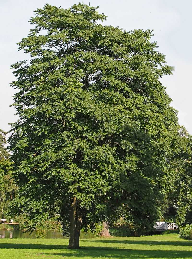 Ailanthus