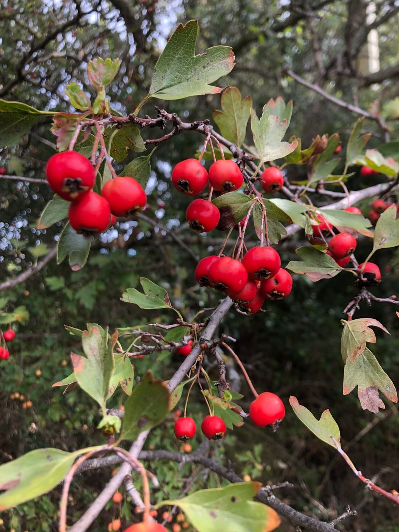 Hawthorn
