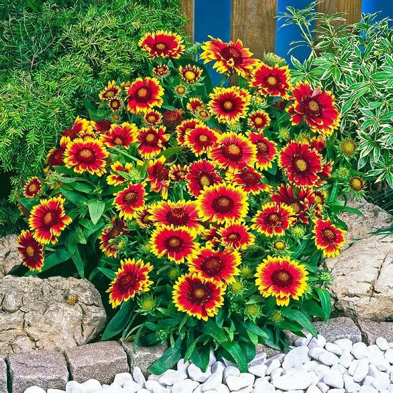 Gaillardia (Blanket Flower)
