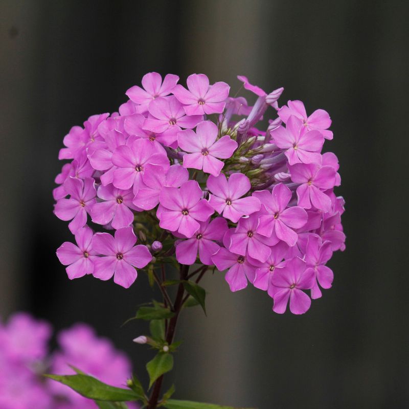 Phlox (Phlox paniculata)