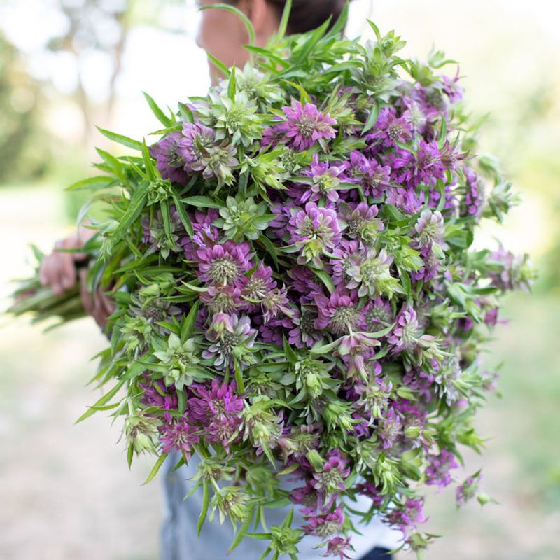 Bee Balm (Monarda spp.)