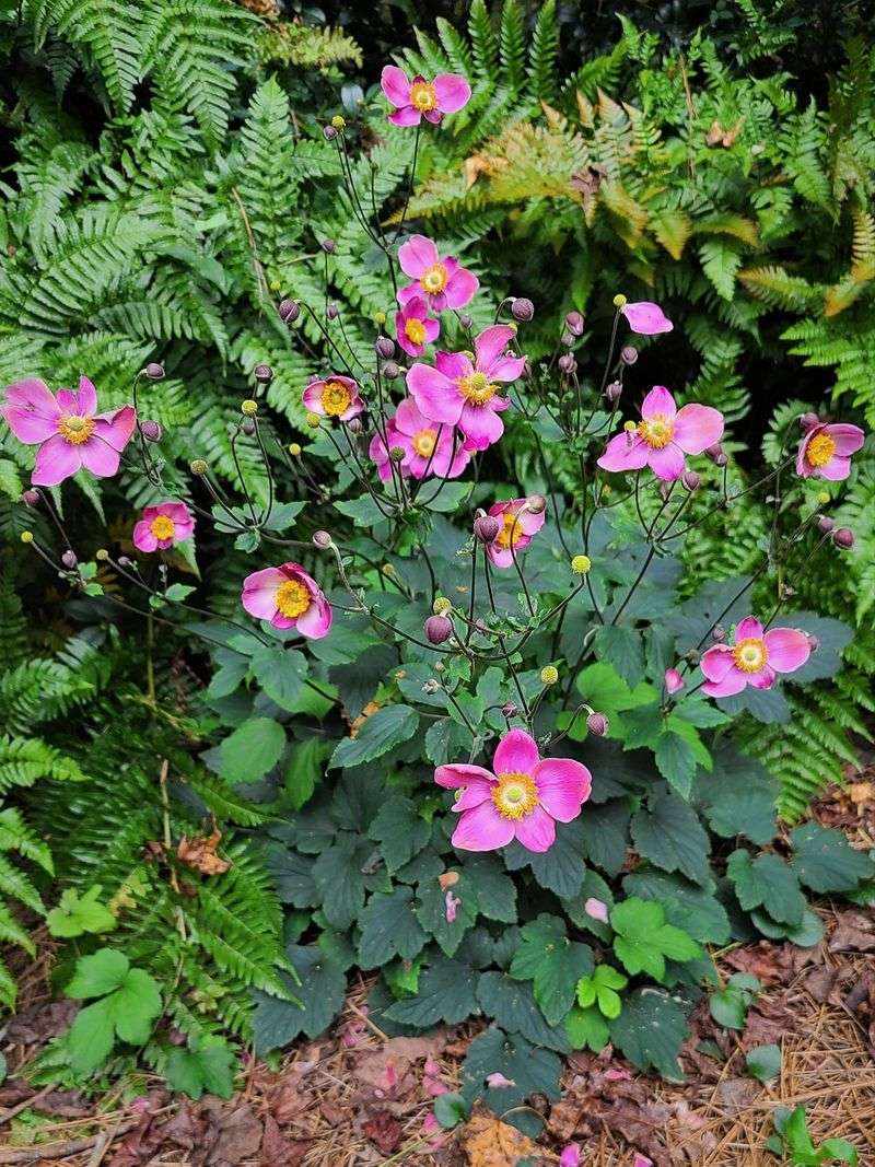 Japanese Anemone (Anemone × hybrida)