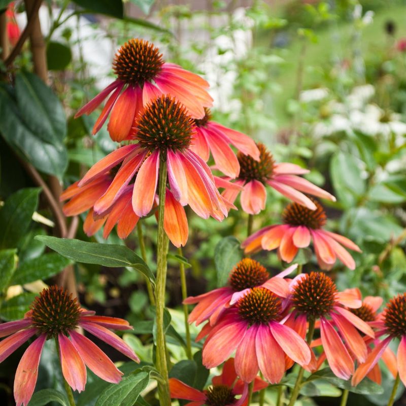 Coneflower (Echinacea)