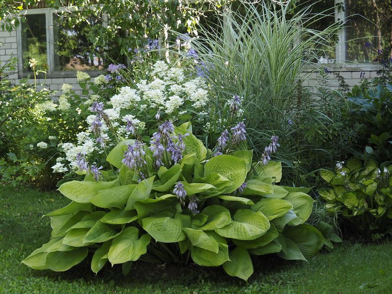 Hosta (‘Sum and Substance’)