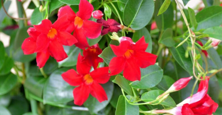 Year-Round Color: 12 Tips for Growing Gorgeous Mandevilla Plants