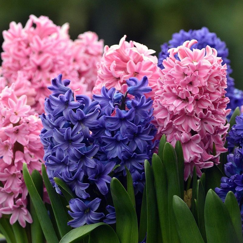 Spring Hyacinths
