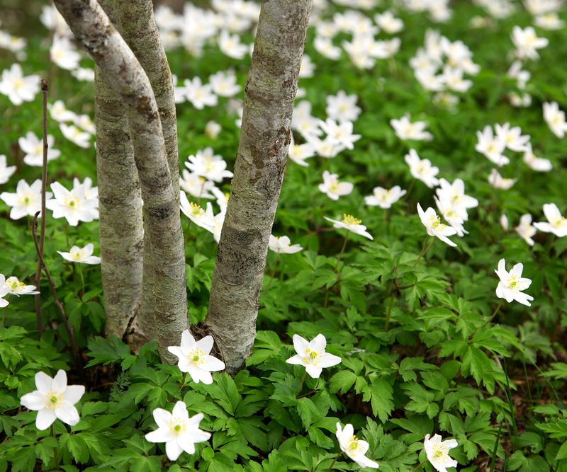 Snowdrop Anemone