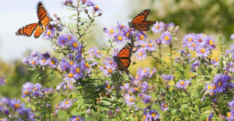 You Should Never Grow Butterfly Bush in Your Garden, Experts Warn—Here’s Why