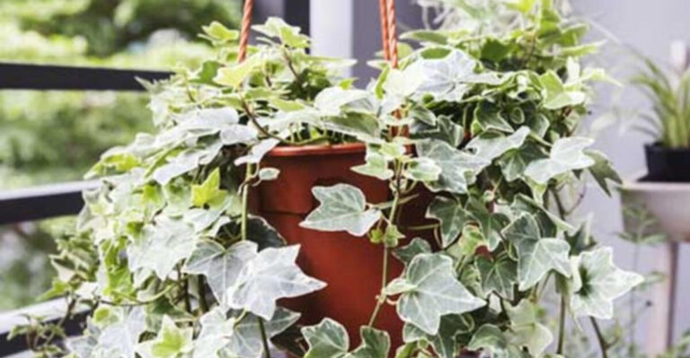 Your English Ivy Is Begging for Water—Or Is It Drowning? Here’s How to Tell