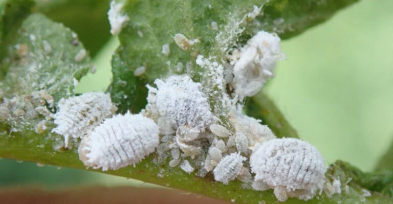 Your Plant Is CRYING for Help! (Why Leaves Are Falling & How to Save Them FAST!)