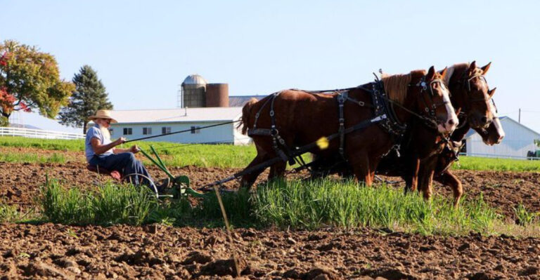 You’ve Been Gardening All Wrong — Just Look at What the Amish Do