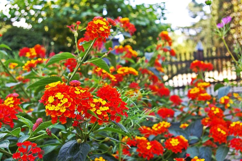 Lantana (Lantana camara) – Why it survives: Blooms nonstop in heat.