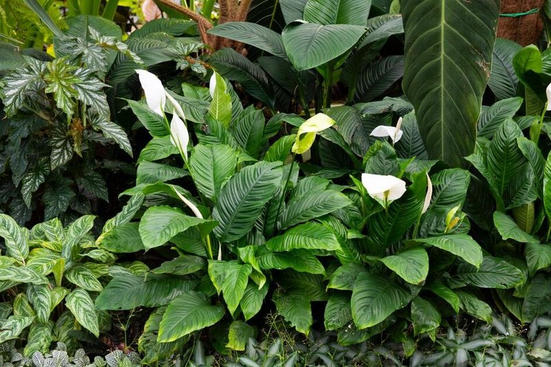 Peace Lily
