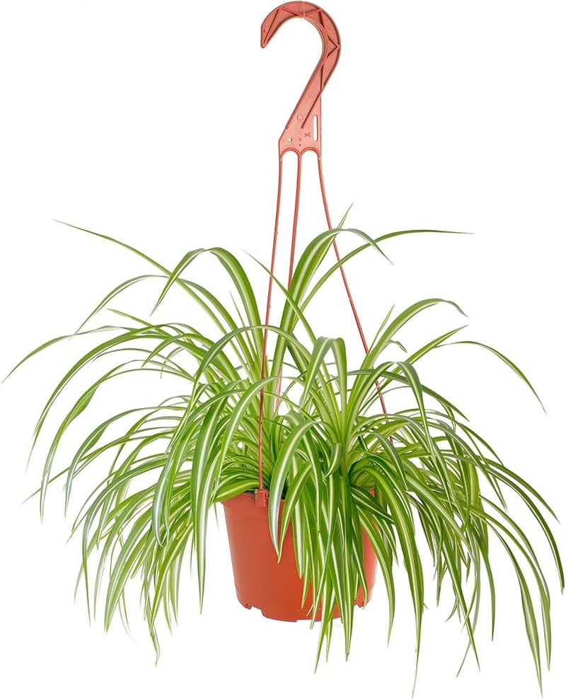 Spider Plant