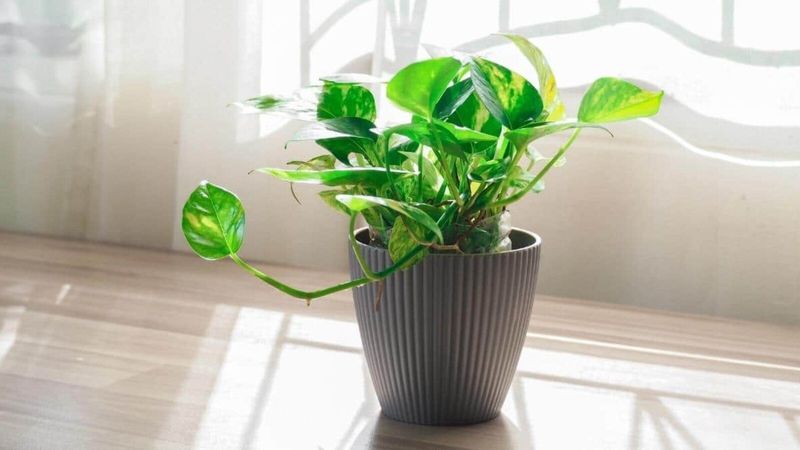 Pothos (Epipremnum aureum)