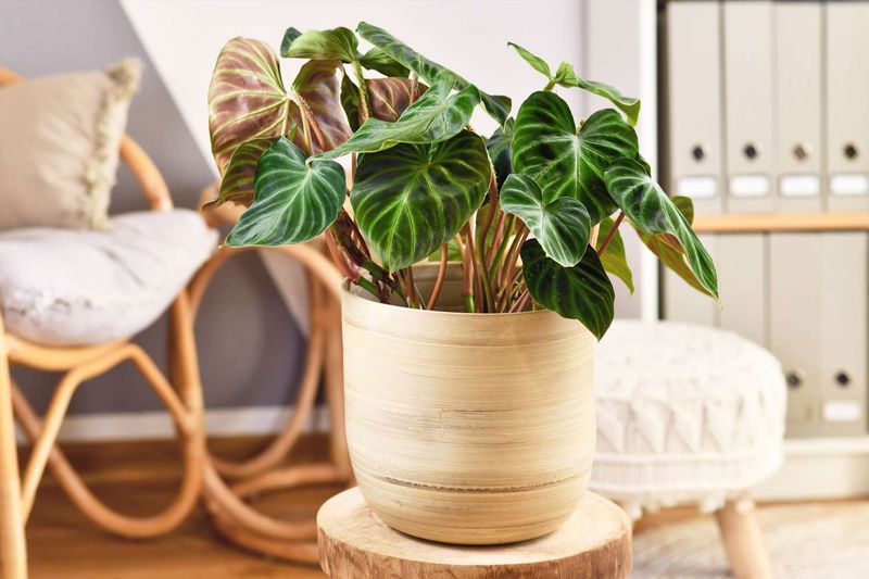 Philodendron (Heartleaf & Others)