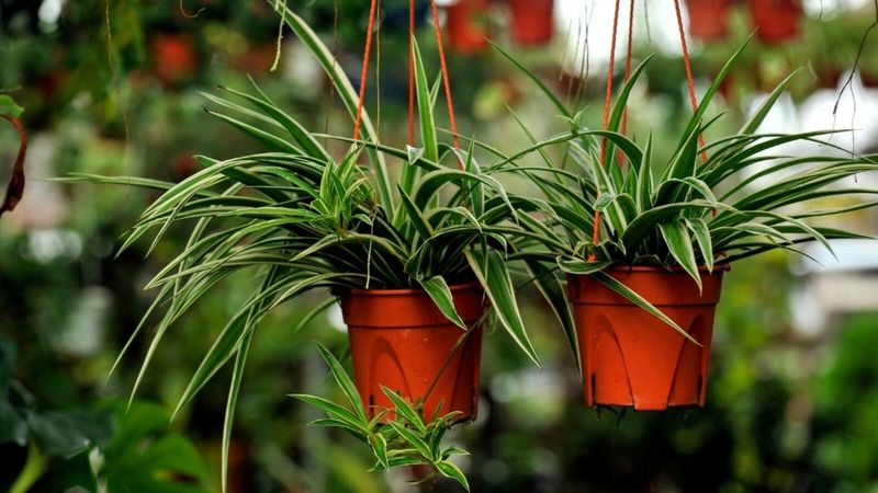 Spider Plant (Chlorophytum comosum)