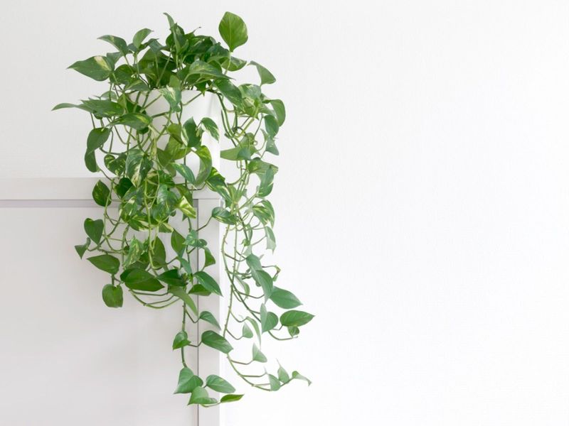 Pothos (Epipremnum aureum)