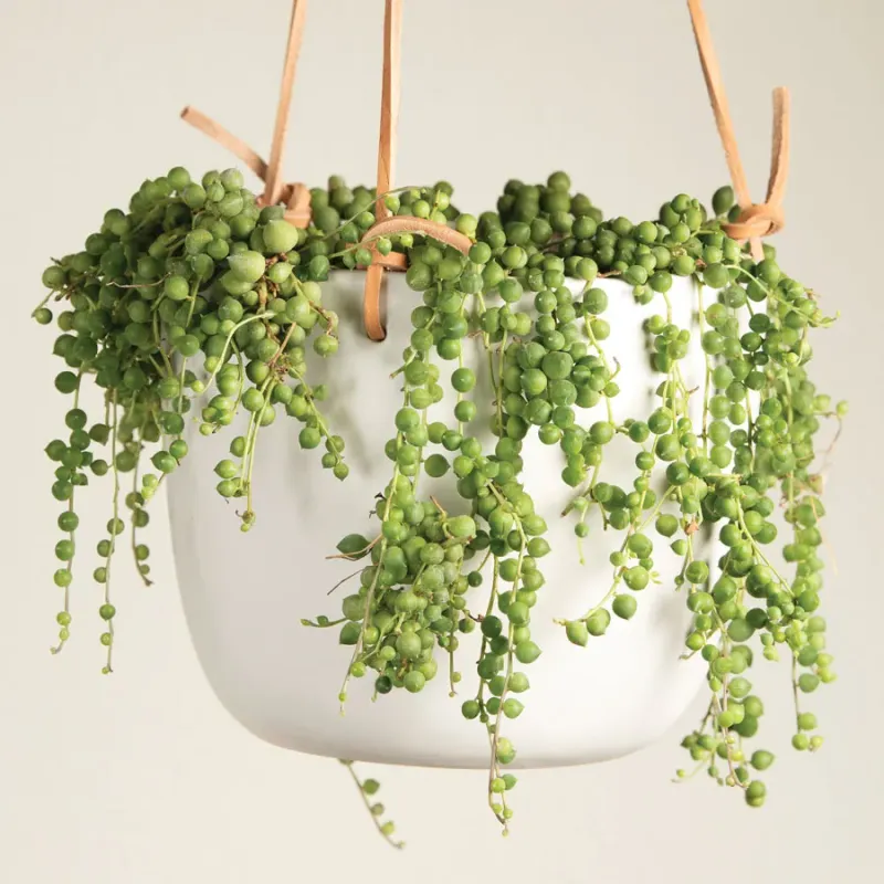 String of Pearls (Senecio rowleyanus)