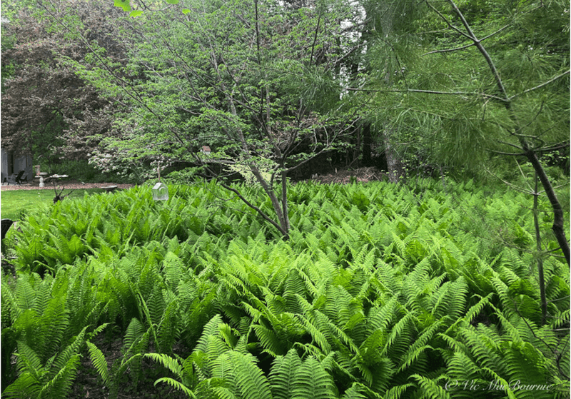 Japanese Fern Grotto