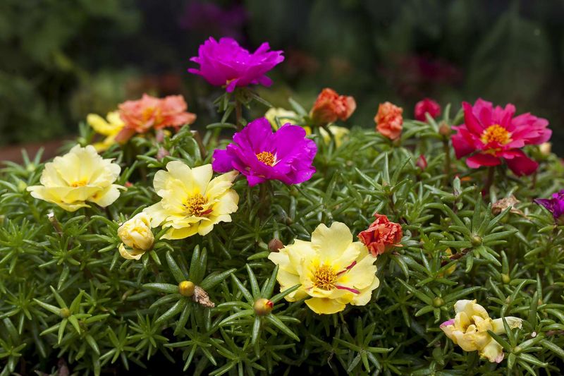 Portulaca