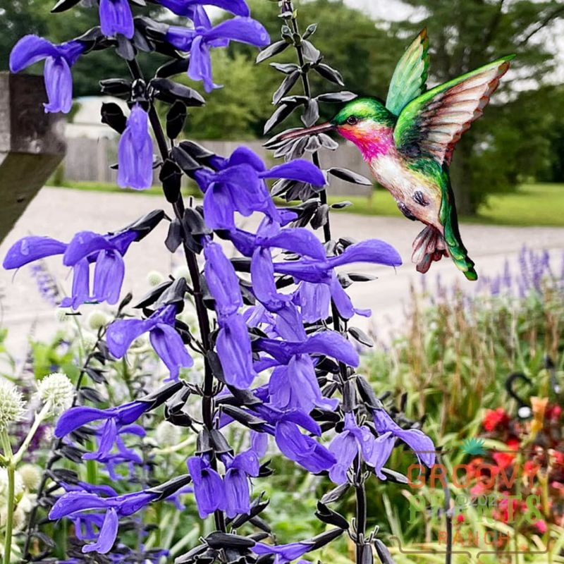 Salvia