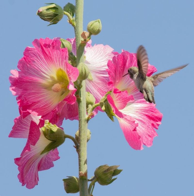 Hollyhock