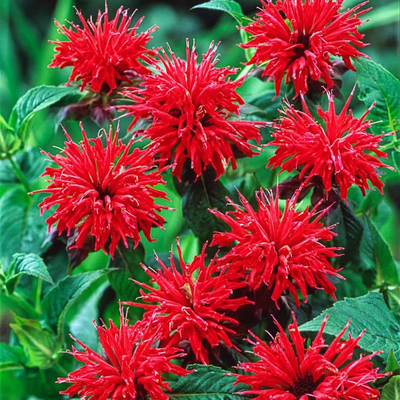 Bee Balm