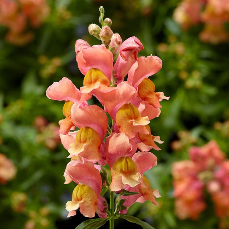 Snapdragon