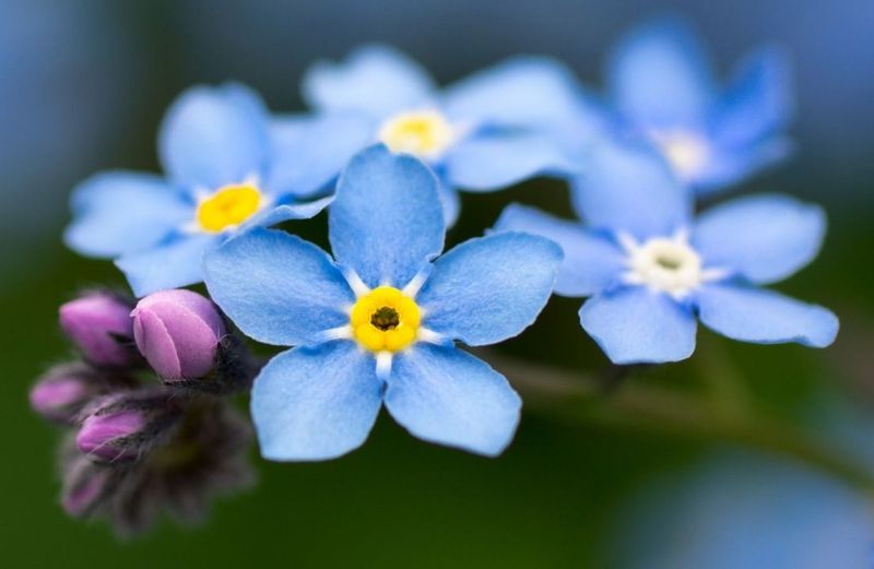 Forget-Me-Not