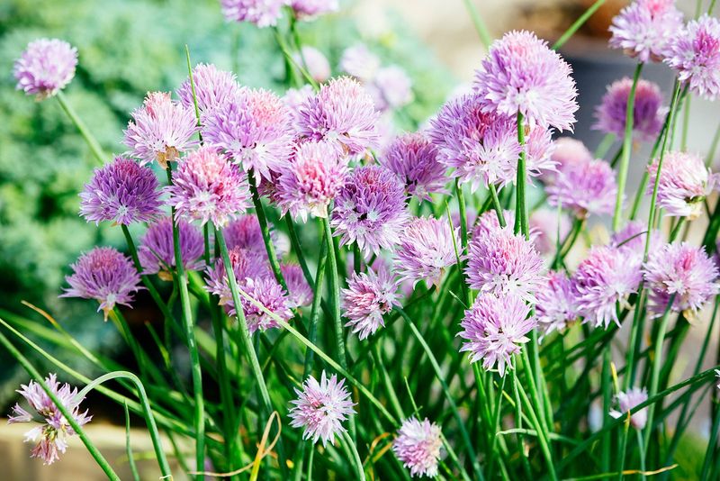 Chives (Allium schoenoprasum)