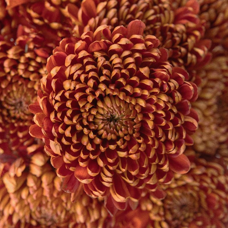 Chrysanthemum ‘Bronze Elegance’