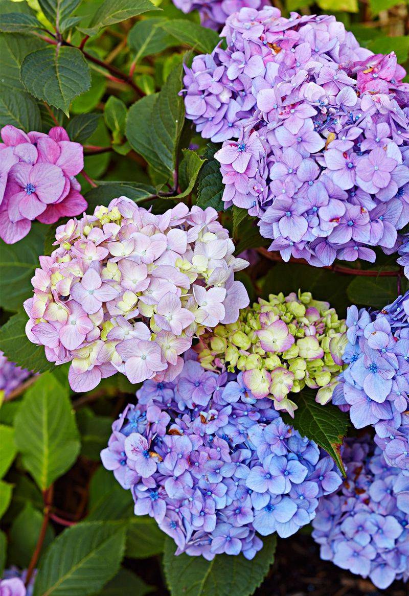 Hydrangeas